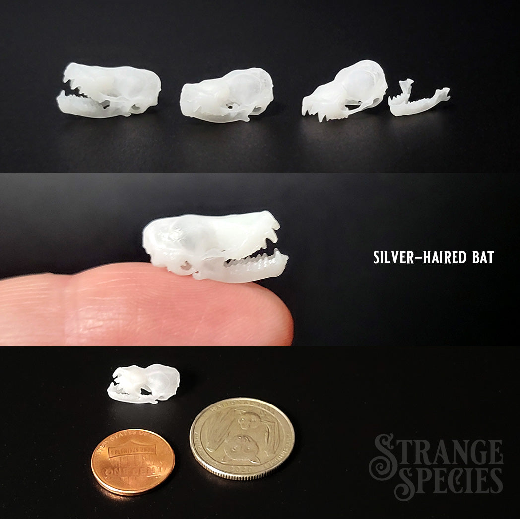 Life Sized Bat Skull Replicas, 9 Different Highly Detailed Species