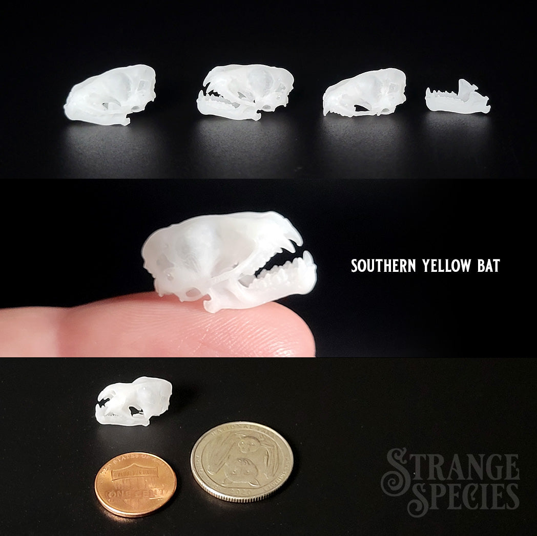 Life Sized Bat Skull Replicas, 9 Different Highly Detailed Species