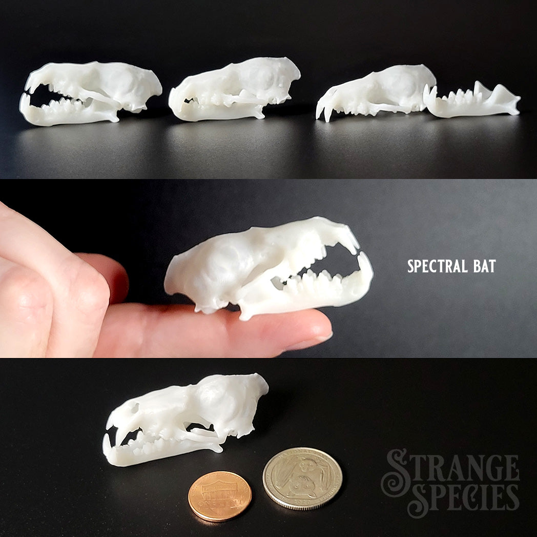 Life Sized Bat Skull Replicas, 9 Different Highly Detailed Species