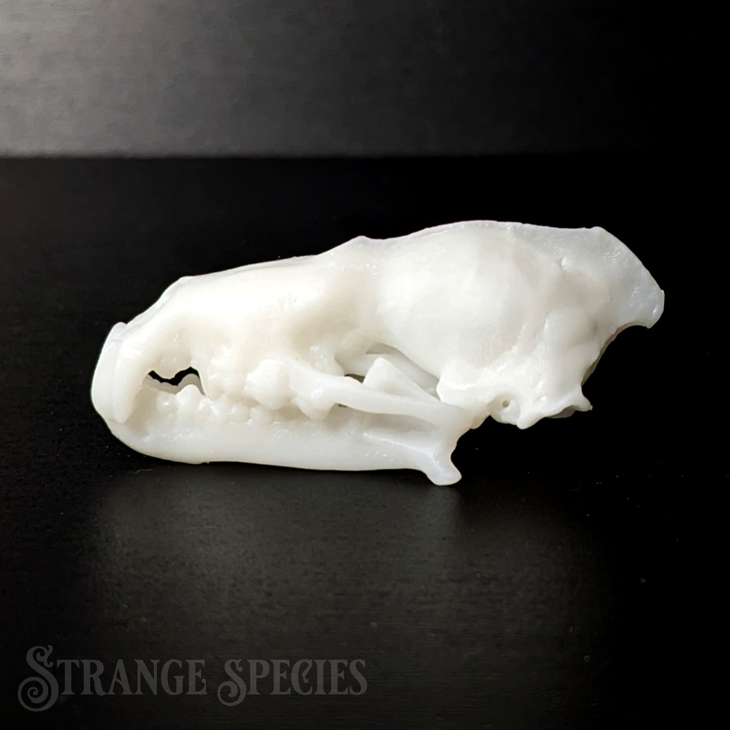 Life Sized Spectral Bat Skull Replica