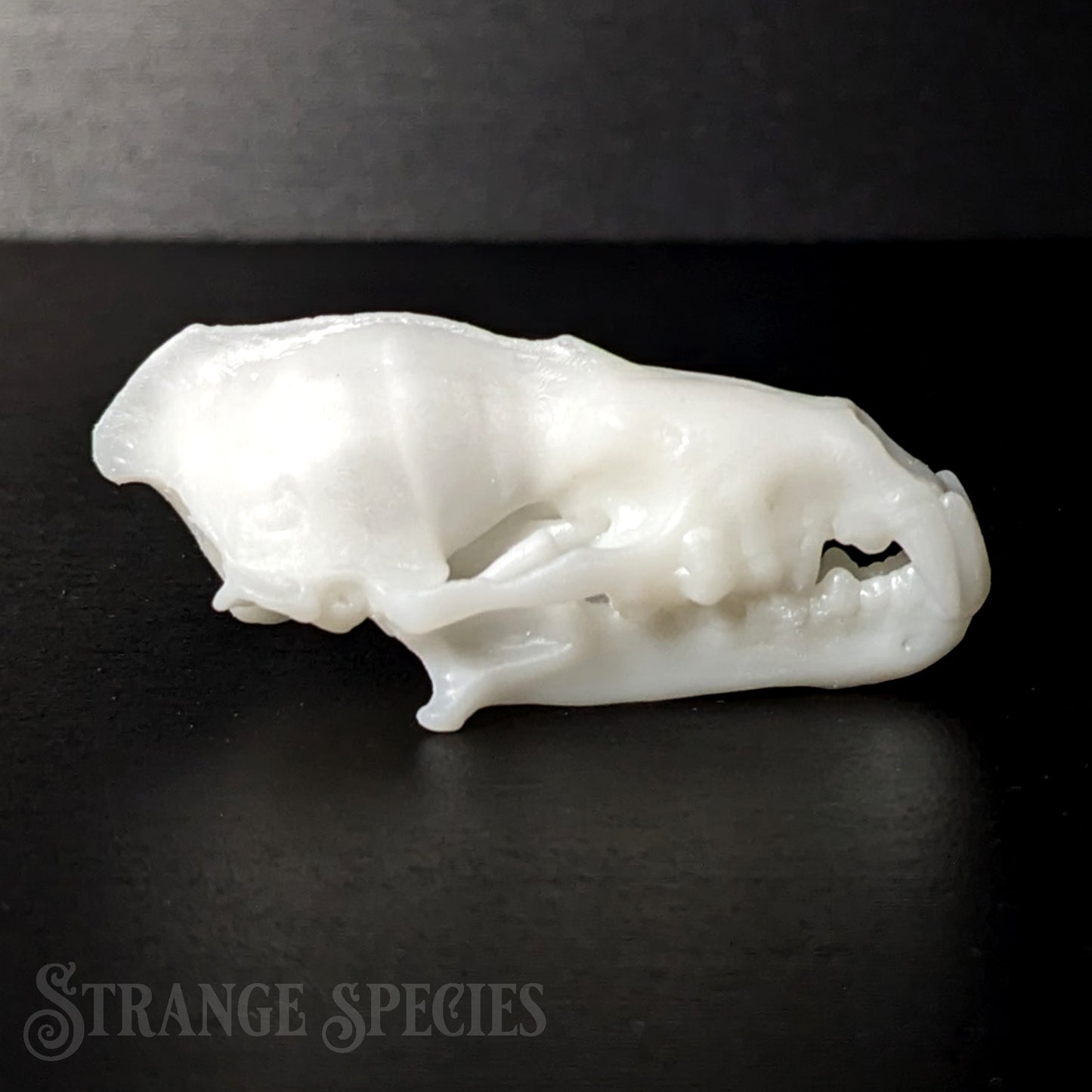 Life Sized Spectral Bat Skull Replica