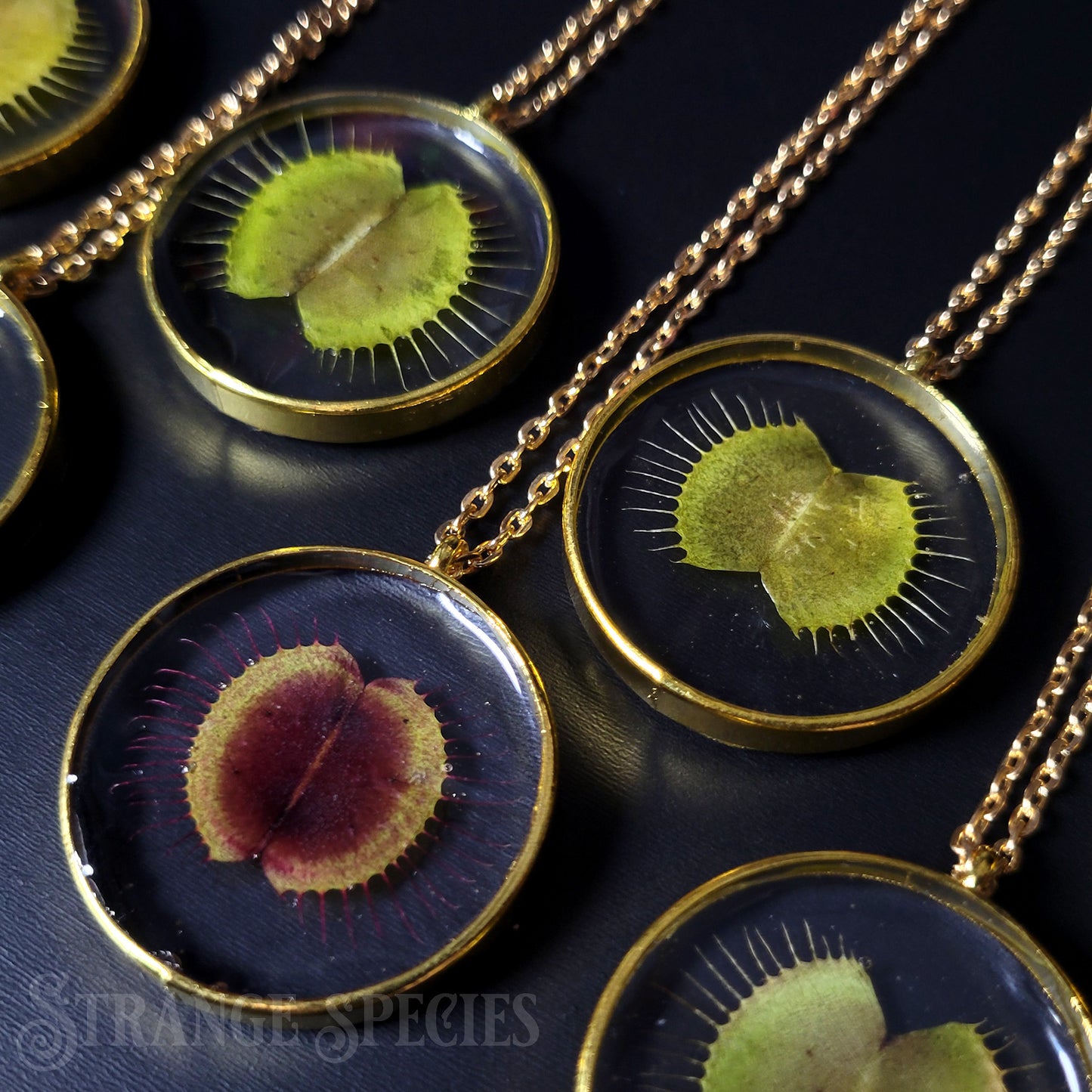 Deadly Botany Preserved Venus Flytrap Necklace