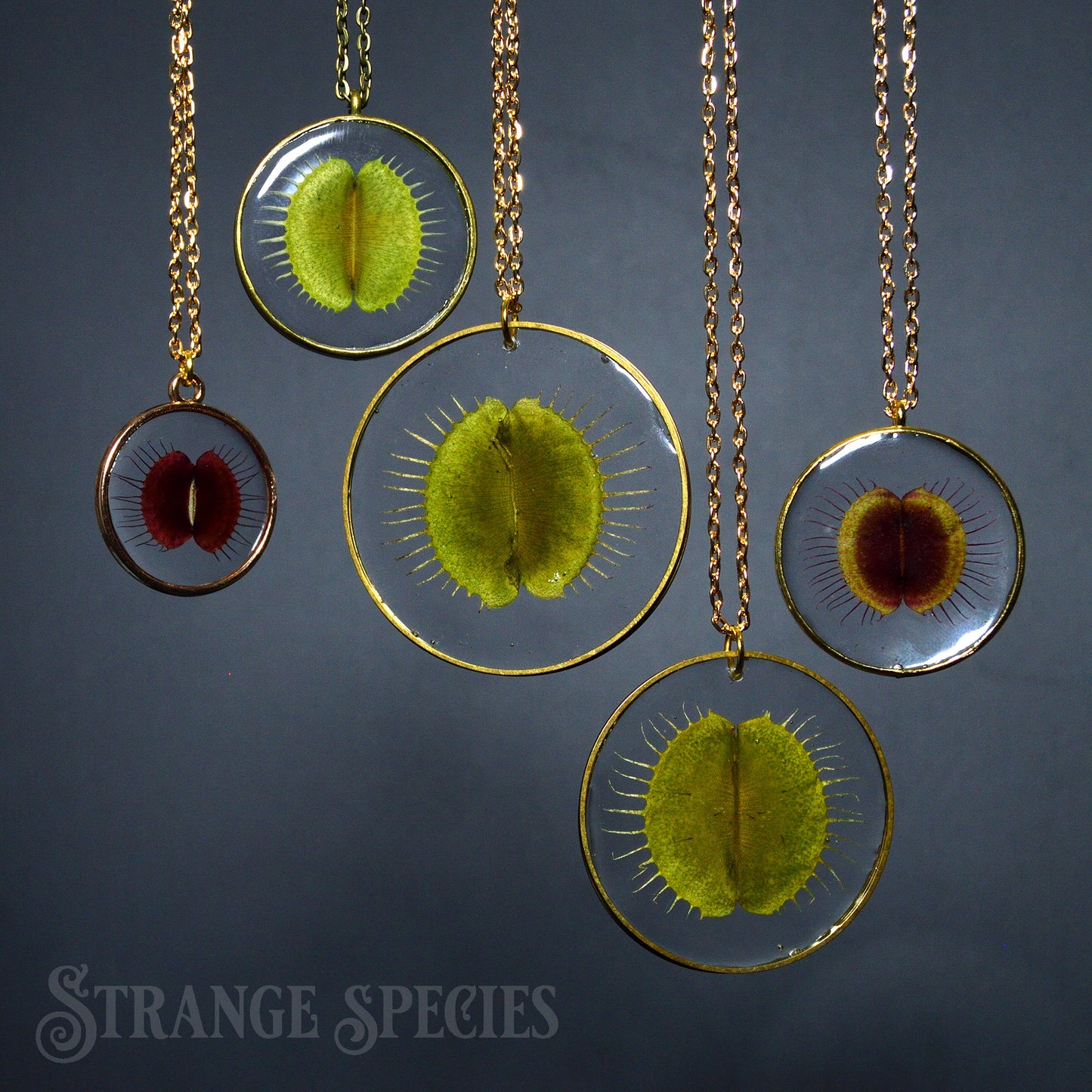 Deadly Botany Preserved Venus Flytrap Necklace