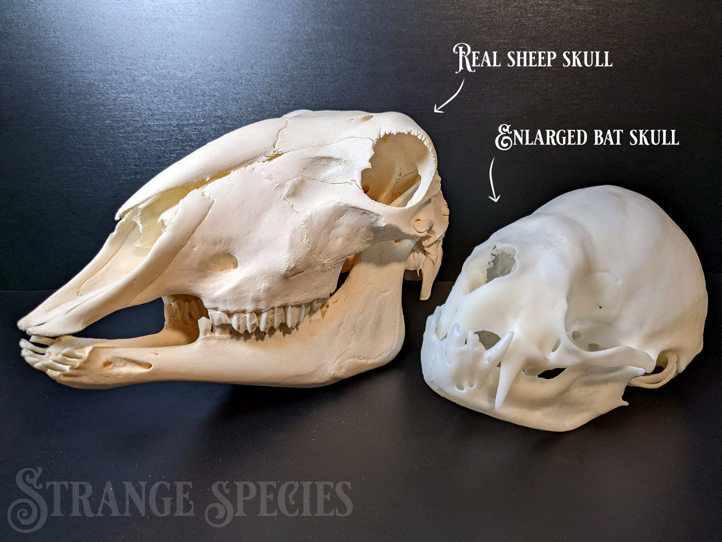 Unsettlingly Large Common Vampire Bat Skull