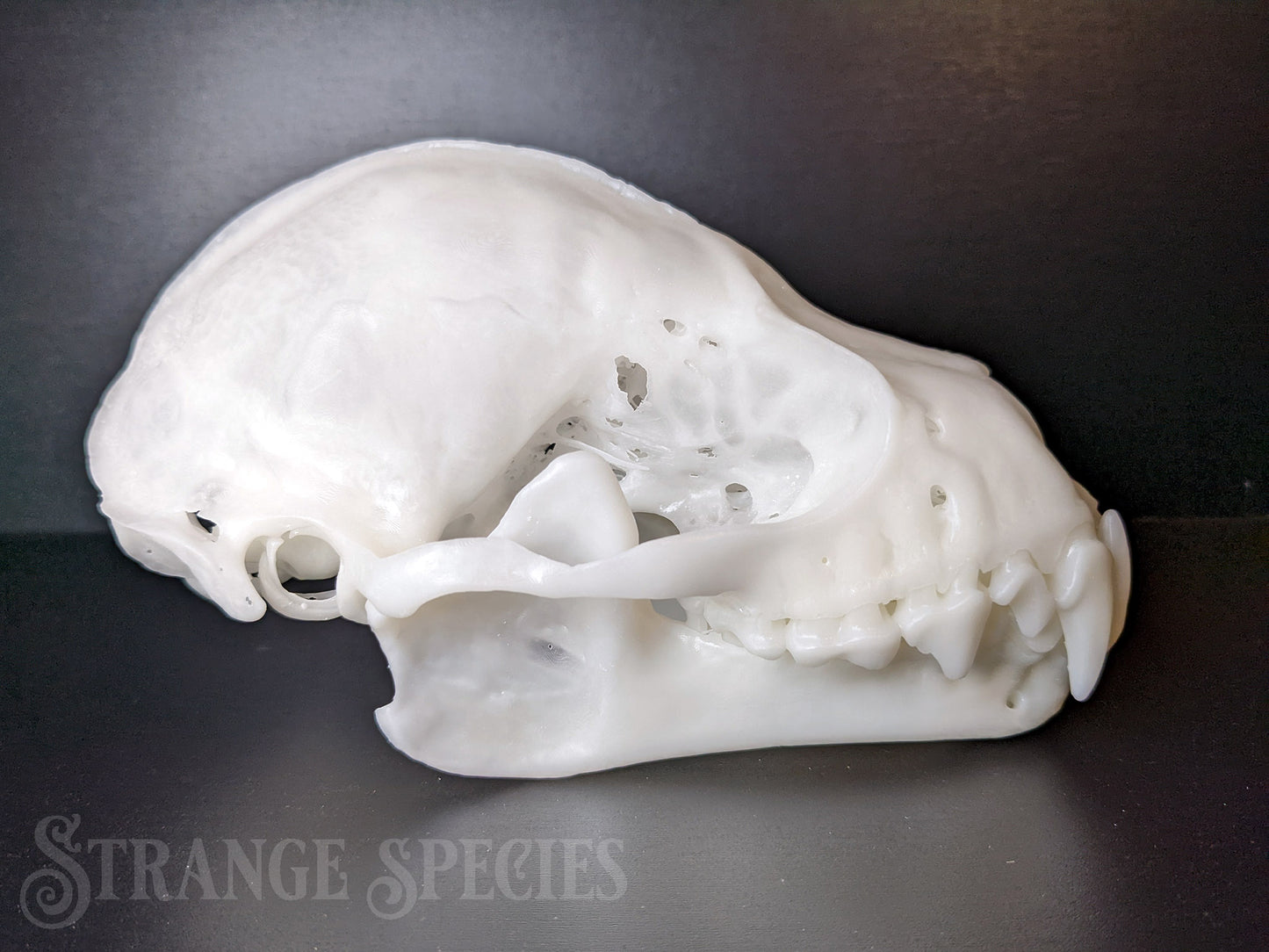 Uncommonly Large Great Fruit-Eating Bat Skull