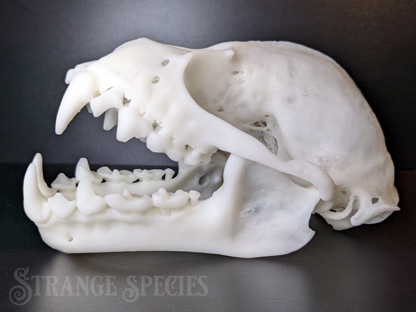 Uncommonly Large Great Fruit-Eating Bat Skull