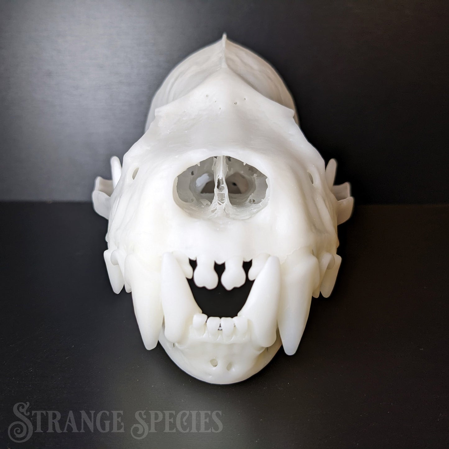 Uncommonly Large Great Fruit-Eating Bat Skull