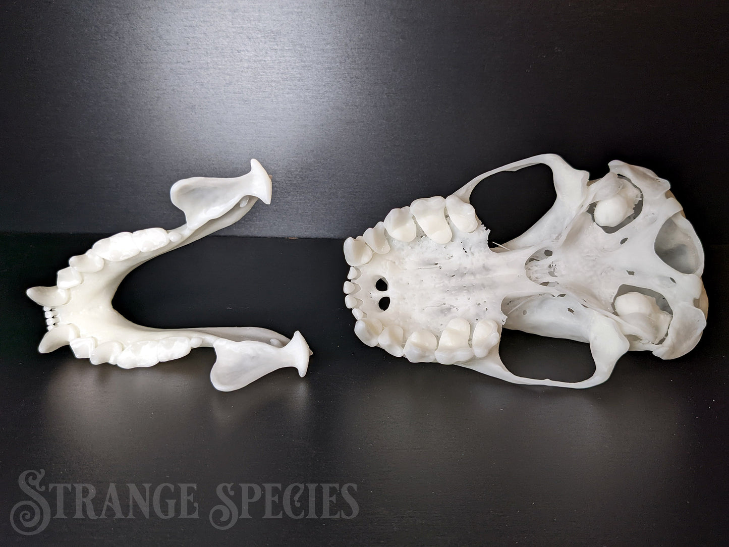 Uncommonly Large Great Fruit-Eating Bat Skull