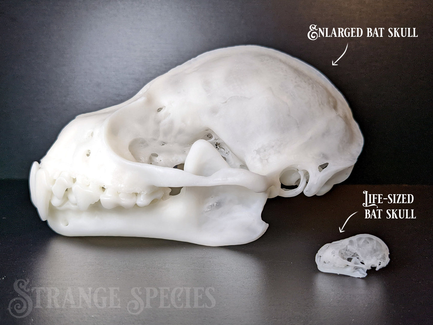 Uncommonly Large Great Fruit-Eating Bat Skull