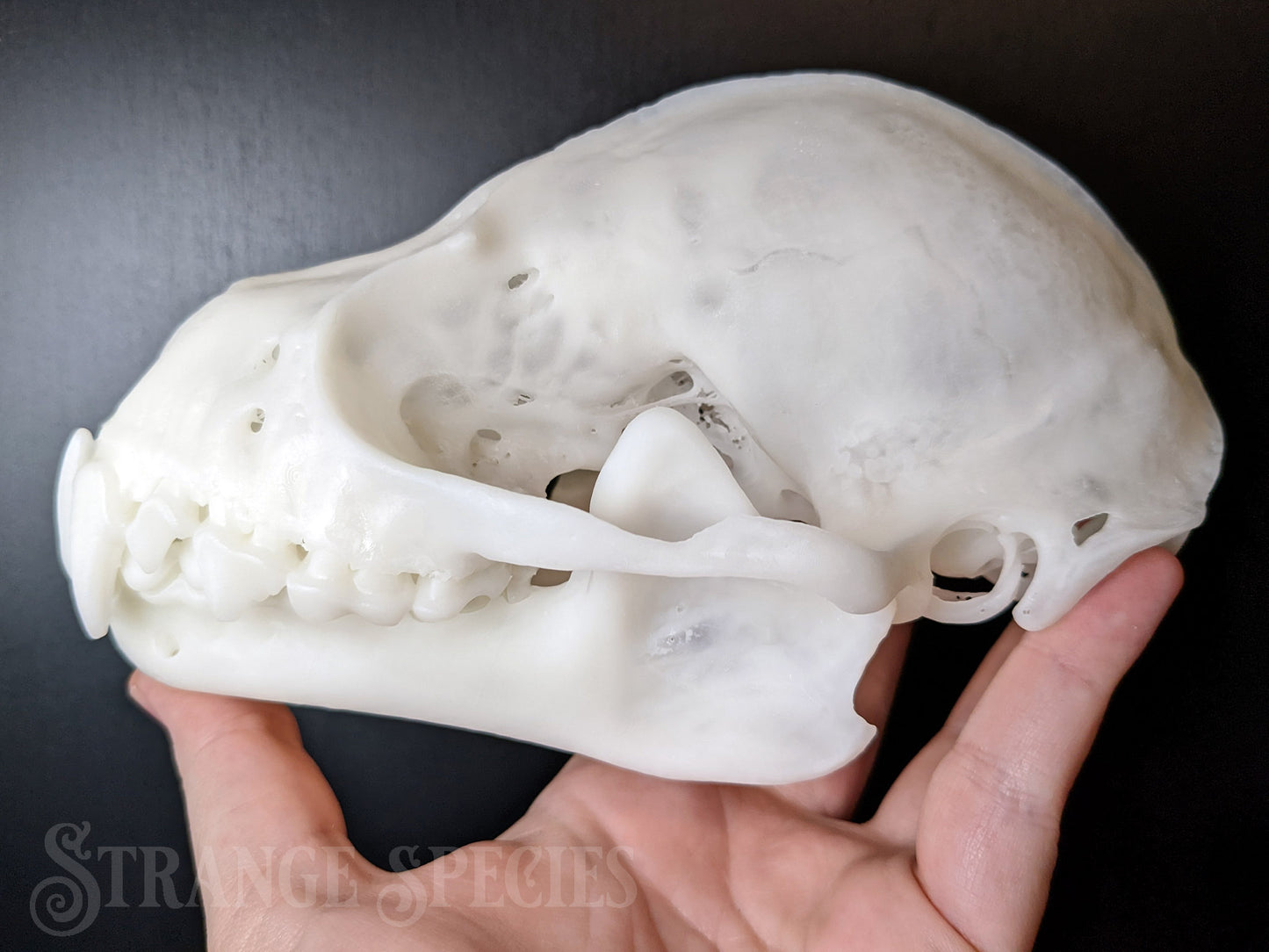 Uncommonly Large Great Fruit-Eating Bat Skull