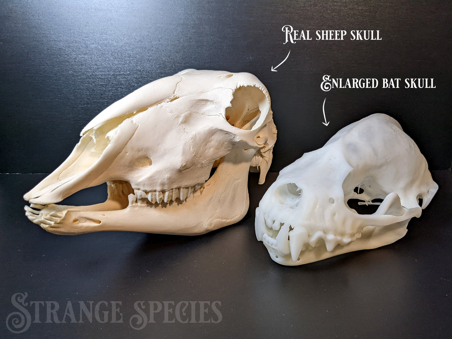 Uncommonly Large Great Fruit-Eating Bat Skull