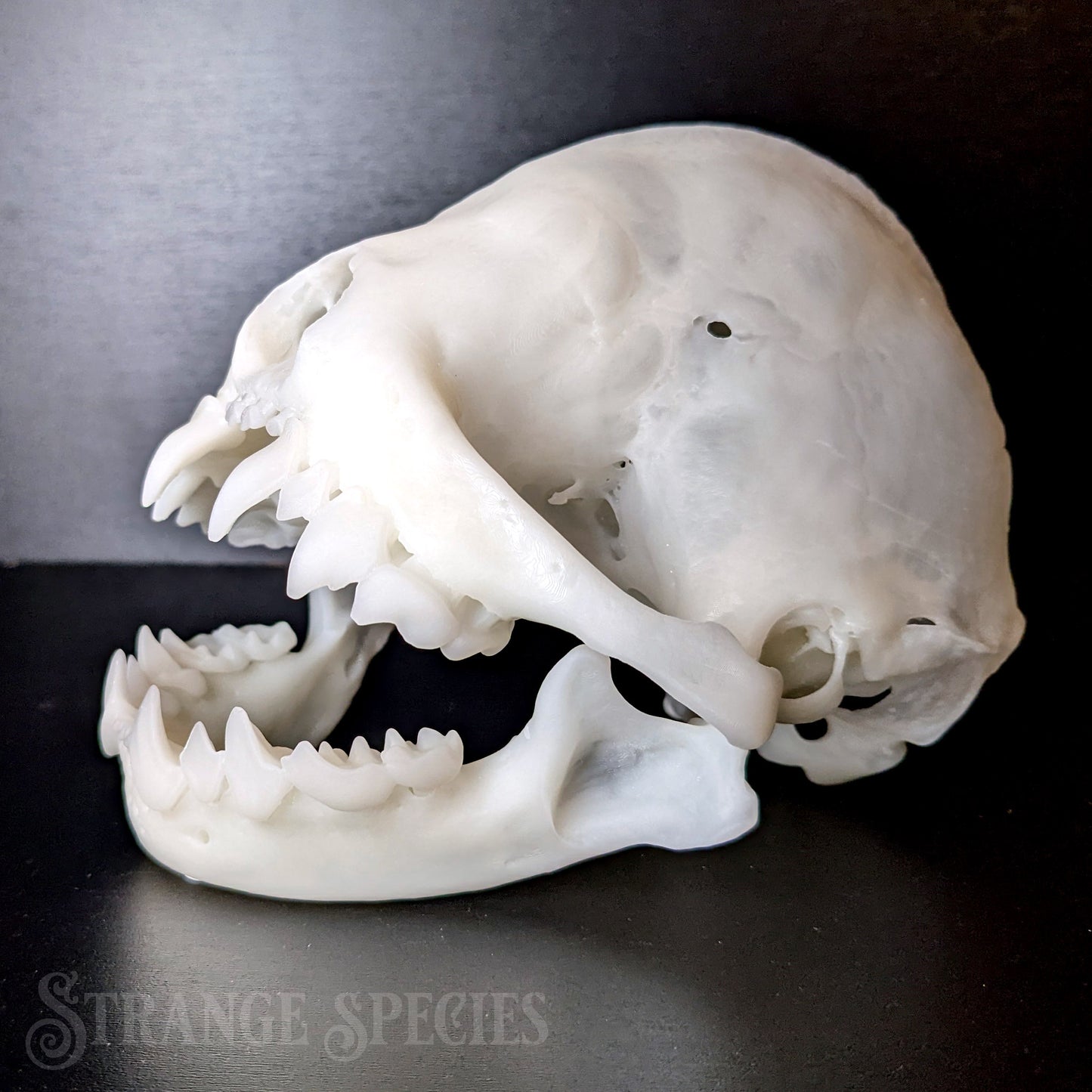 Unexpectedly Large Wrinkle-Faced Bat Skull