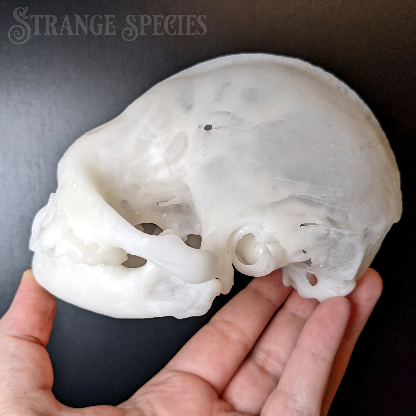 Unexpectedly Large Wrinkle-Faced Bat Skull