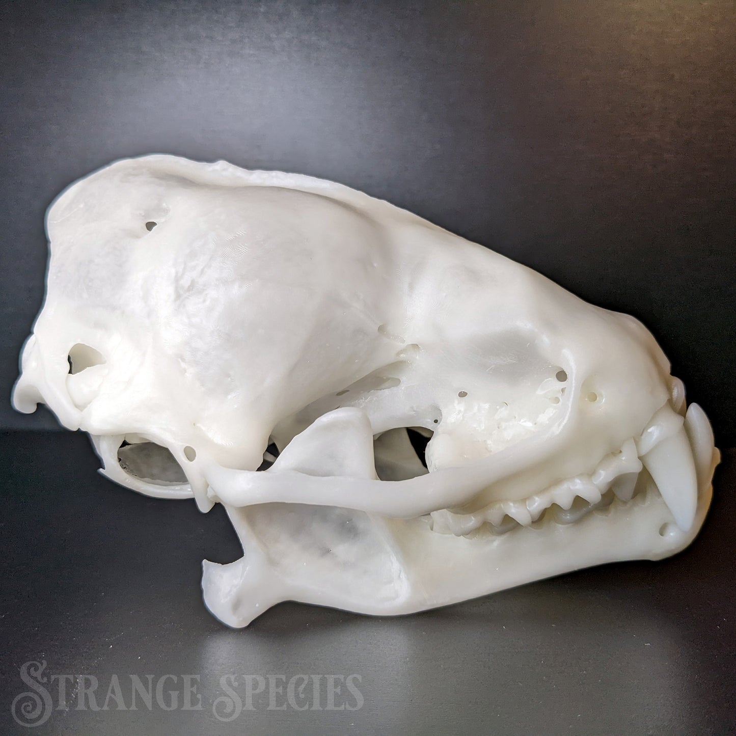 Curiously Large Southern Yellow Bat Skull