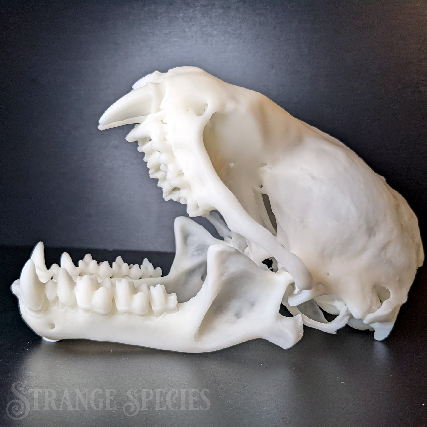 Curiously Large Southern Yellow Bat Skull