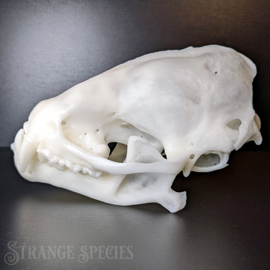 Curiously Large Southern Yellow Bat Skull