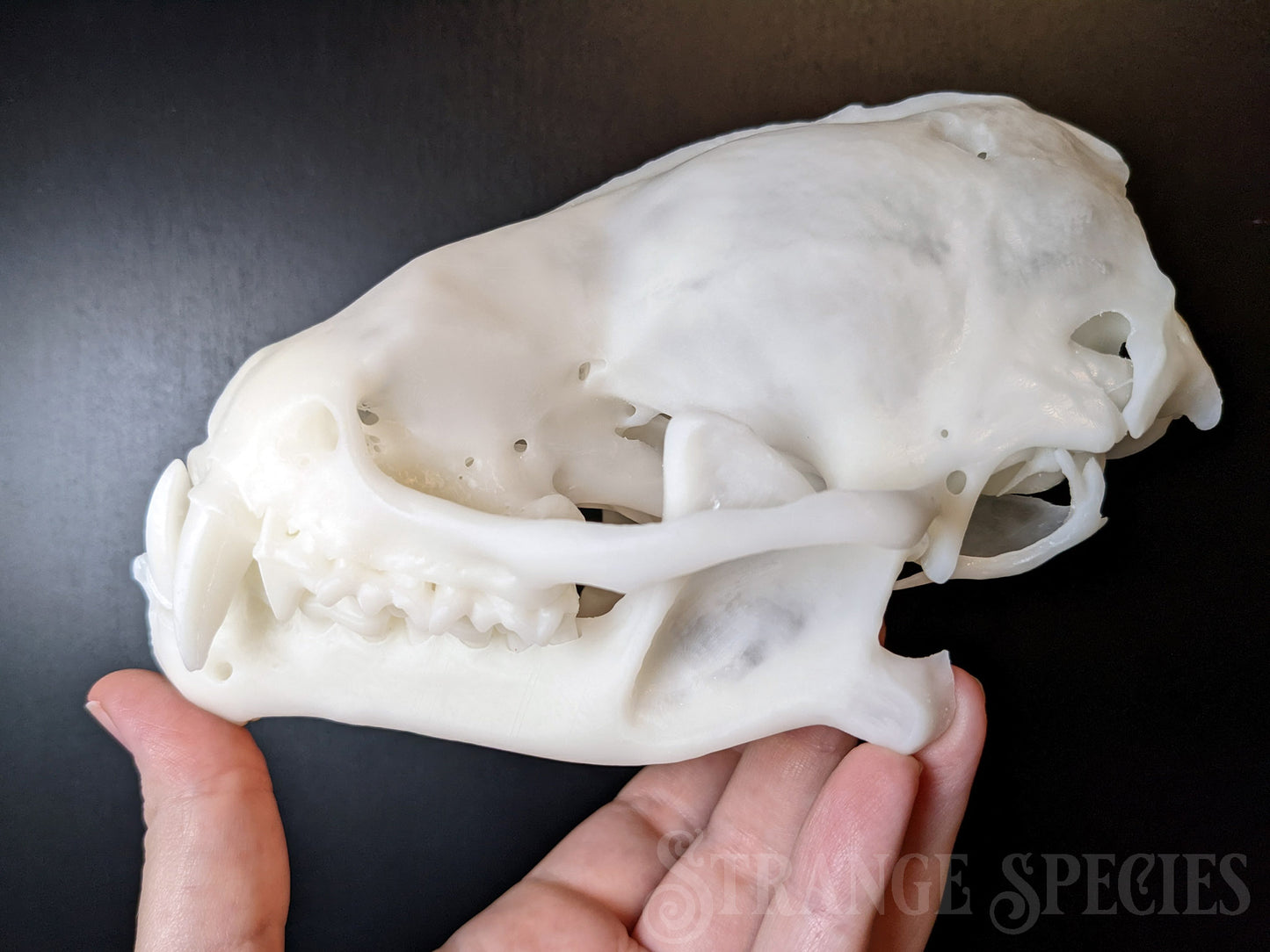 Curiously Large Southern Yellow Bat Skull