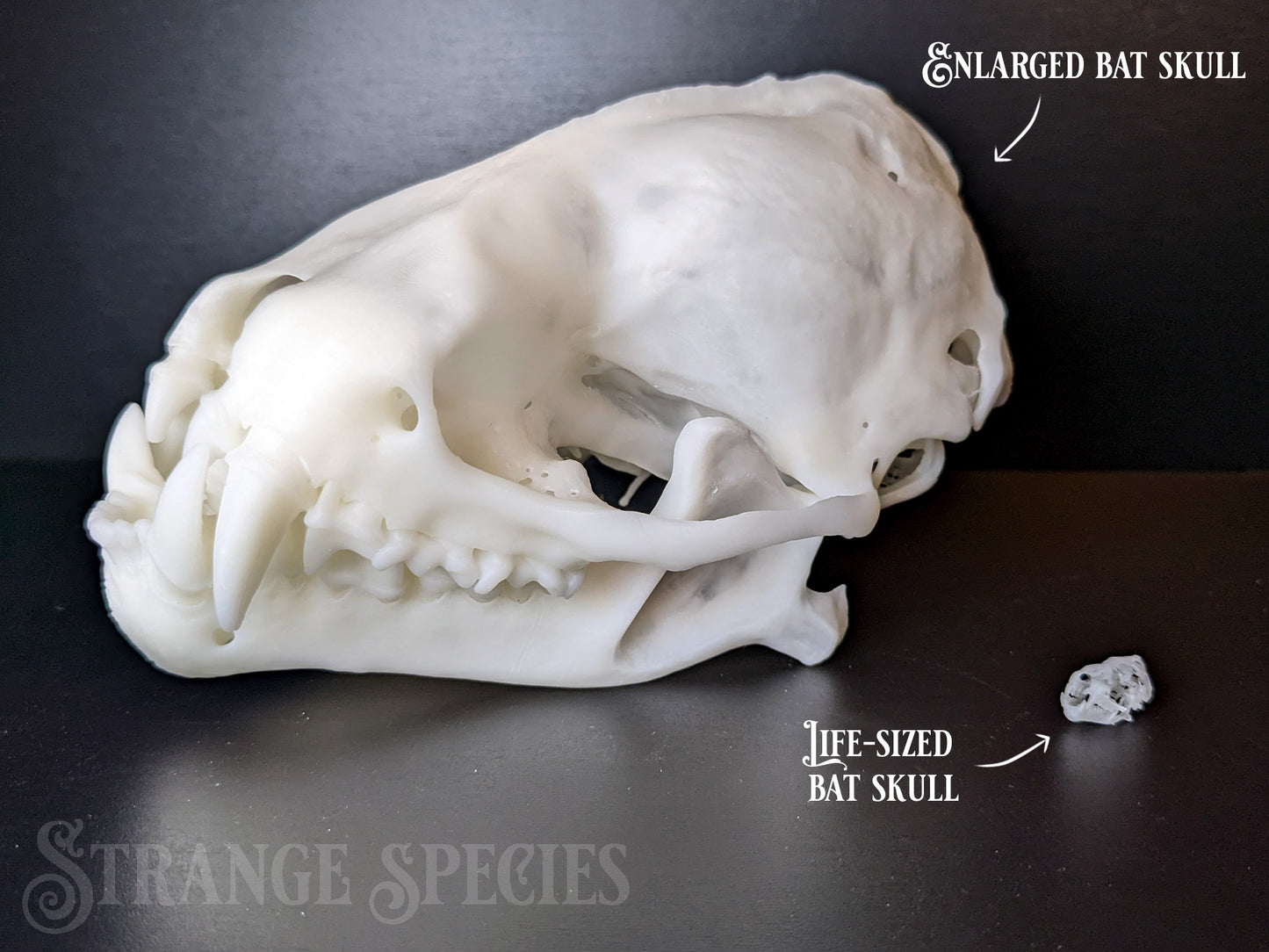 Curiously Large Southern Yellow Bat Skull